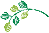 Flower D